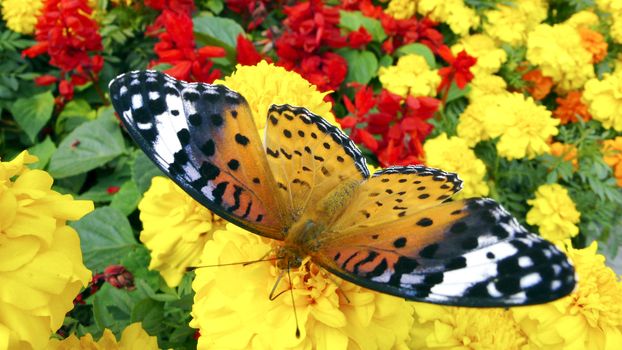 Flowers in the butterfly