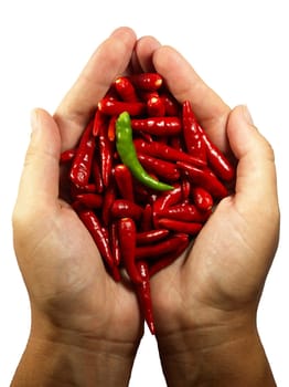 Hot chili perrer in the hands. isolated on white