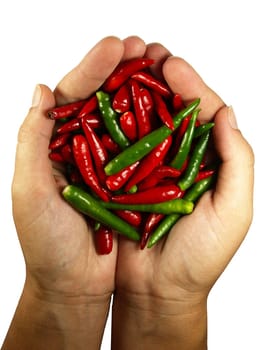 Hot chili perrer in the hands. isolated on white