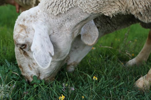 sheep in field