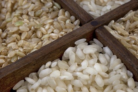 four rice grains in a vintage wood drawer with dividers - focus on white arborio rice used for traditional Italian meal, risotto