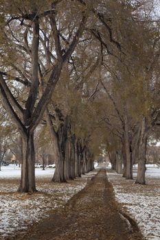 Alleey of old elm trees with broken branches after early winter storm - the historical Oval at Colorado State University campus, Fort Collins