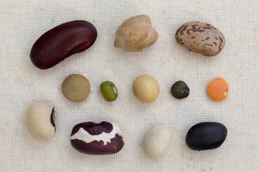 variety of beans and lentils on artist cotton canvas - one seed from each kind (red kidney, chickpea, pinto, black eye, green lentil, mung, soybean, green French lentil red lentil, anasazi, navy, black turtle)