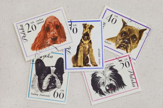 variety of dogs (cocker spaniel, French bulldog, boxer, airedale terier, Polish lowland shepperd) on vintage canceled Polish post stamps placed casually on artist cotton canvas