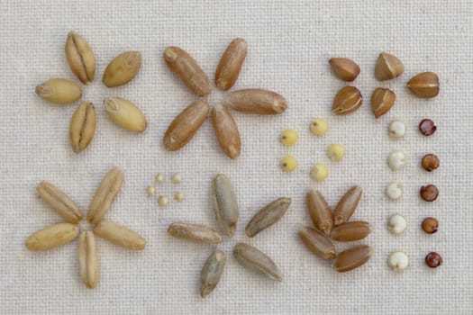 variety of grain on artist cotton canvas - five seeds from each kind ( oat, spelt, millet, buckwheat, red and white quinoa, red winter wheat, rye, amaranth, barley, clockwise from left top)