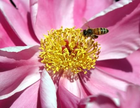 The peony flowers in full bloom