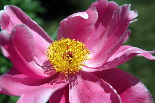 The peony flowers in full bloom