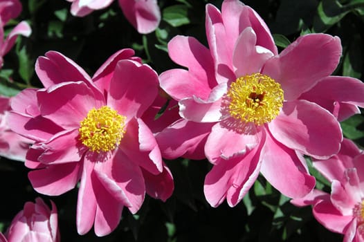 The peony flowers in full bloom