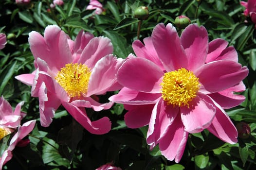 The peony flowers in full bloom