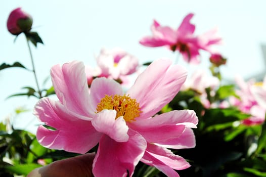 The peony flowers in full bloom