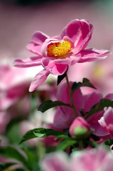 The peony flowers in full bloom