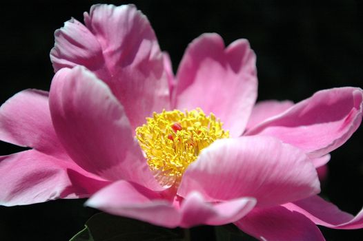 The peony flowers in full bloom