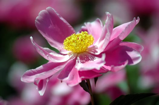 The peony flowers in full bloom