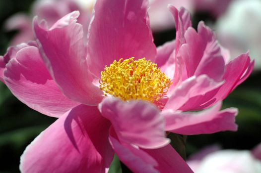 The peony flowers in full bloom