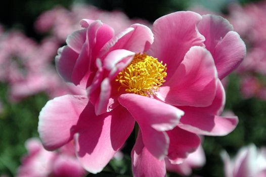 The peony flowers in full bloom