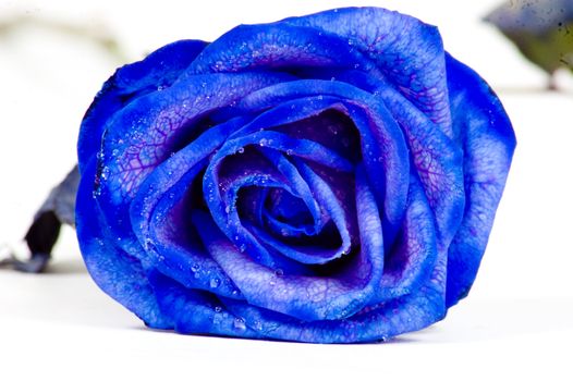 blue rose on white background 