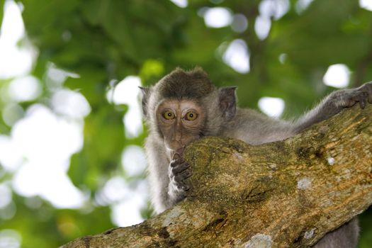 A macaque monkey in Bali, Indonesia 