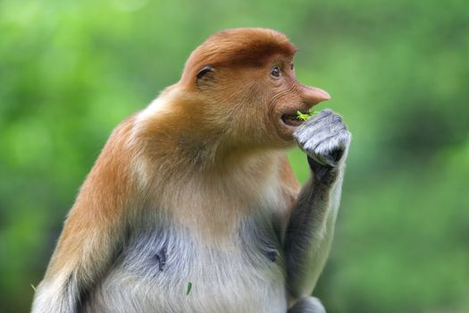 A rare proboscis monkey in the mangrove, Kota Kinabalu 