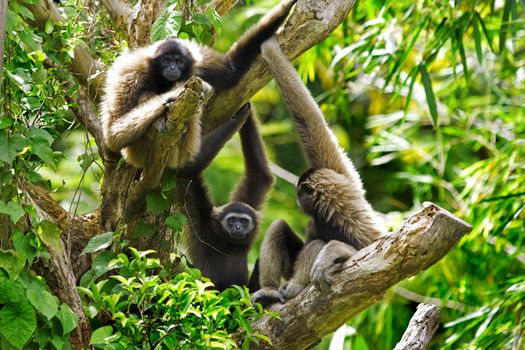 Gibbon monkeys in Kota Kinabalu, Borneo, Malaysia 