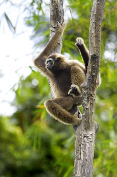 A Gibbon monkey in Kota Kinabalu, Borneo, Malaysia 