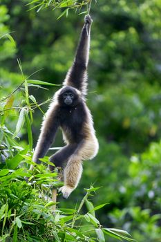 A Gibbon monkey in Kota Kinabalu, Borneo, Malaysia 