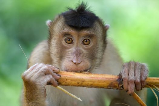 A macaque monkey in Bali, Indonesia 
