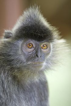 A silver leaf monkey in the mangrove, Kota Kinabalu 