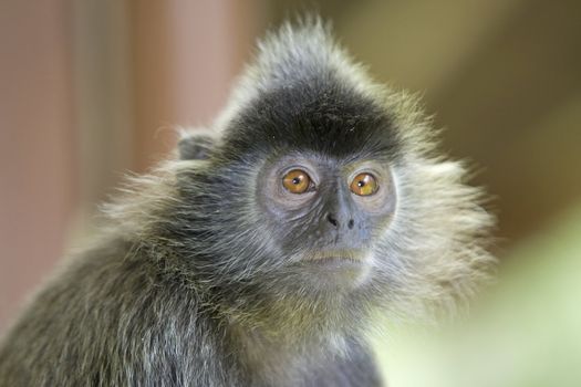 A silver leaf monkey in the mangrove, Kota Kinabalu 