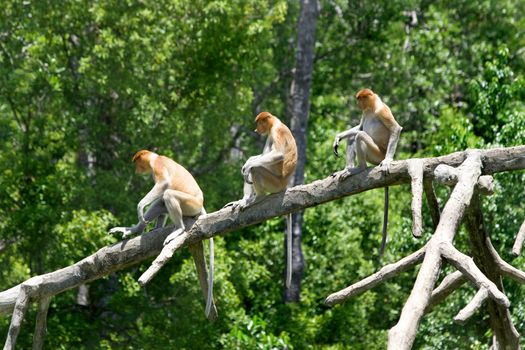 Proboscis monkeys in the mangrove, Kota Kinabalu 