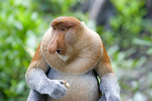 A rare proboscis monkey in the mangrove, Kota Kinabalu 