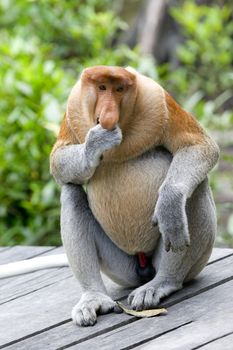 A rare proboscis monkey in the mangrove, Kota Kinabalu 