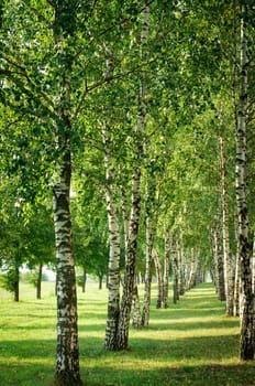 birch alley in the city