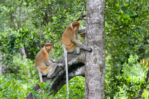 Proboscis monkeys in the mangrove, Kota Kinabalu 