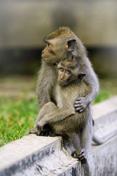 Macaque monkeys in Bali, Indonesia 