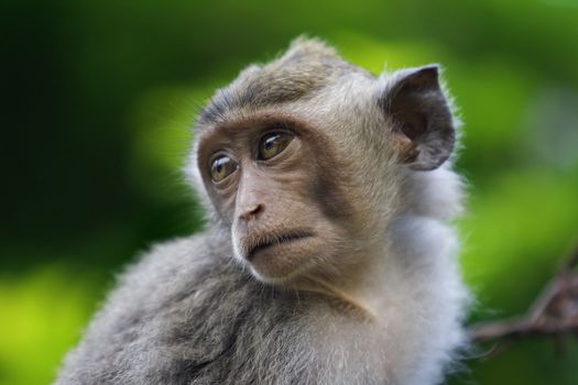 A macaque monkey in Bali, Indonesia 