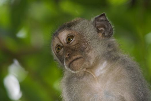 A macaque monkey in Bali, Indonesia 