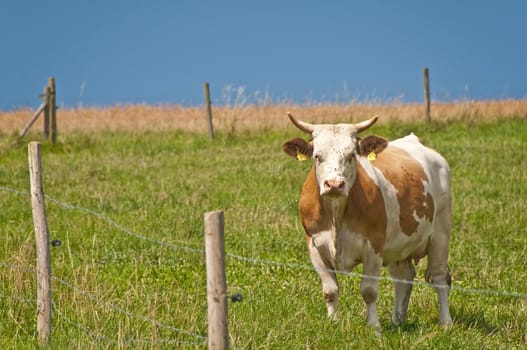 cow with panoramic view