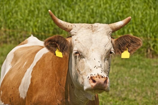 closeup of a cow