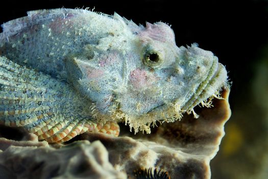 A bearded scorpionfish at Bida Nok divesite, Thailand 