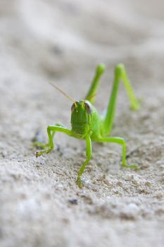 Grasshopper in the sand, Sipadan, Borneo, Malaysia 
