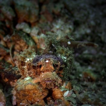 A 7-8 cm juvenile bearded scorpionfish hiding at Bida Nok divesite on Phi Phi, Thailand 