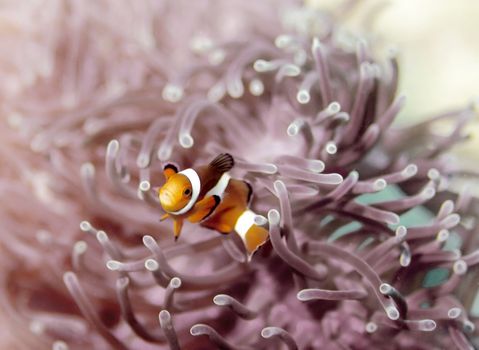 Clown anemonefish at Bida Nok divesite on Phi Phi, Thailand 