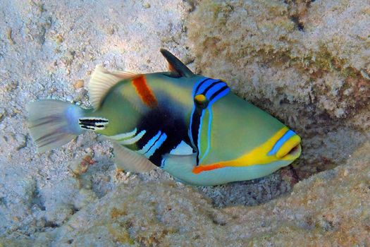 Picasso triggerfish shot at the Maldives 