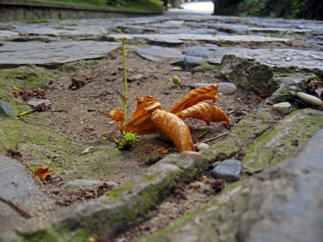 Fallen leaf on the ground