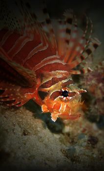 Common Lionfish at Palong divesite, Phi Phi, Thailand 