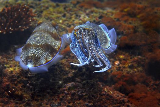 Cuttlefish at Palong divesite, Phi Phi, Thailand 