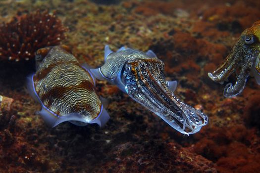 Cuttlefish at Palong divesite, Phi Phi, Thailand 