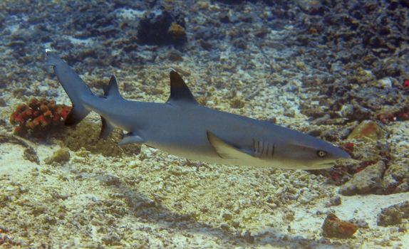 Whitetip reef shark at Sipadan, Borneo, Malaysia 