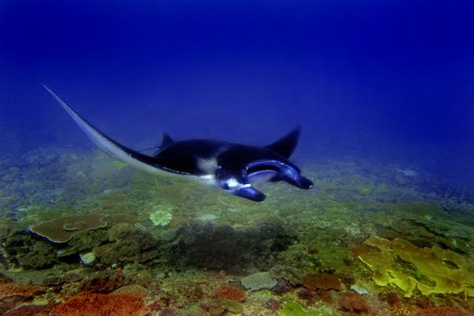 Manta ray at Manta Point divesite, Bali, Indonesia  