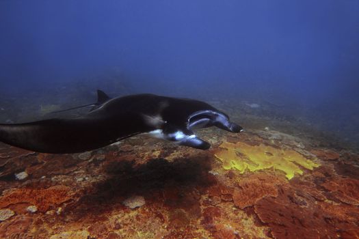 Manta ray at Manta Point divesite, Bali, Indonesia  